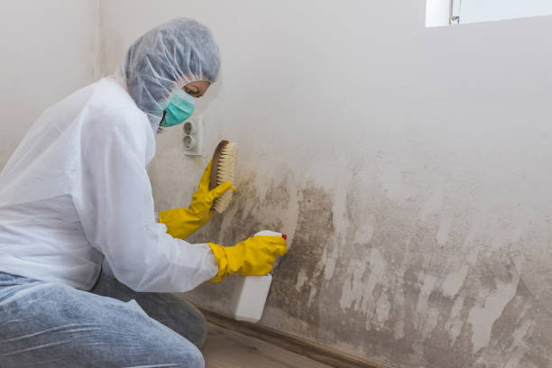 Best Certified Mold Removal  in Craig, CO