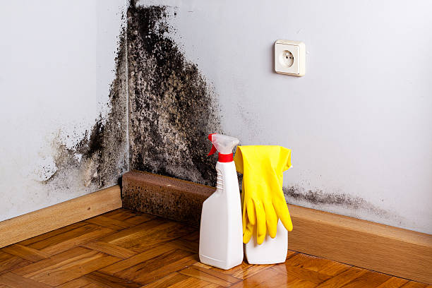 Mold Testing and Removal in Craig, CO