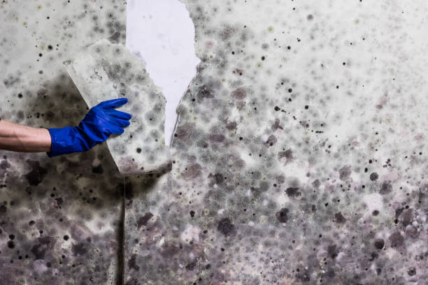 Best Mold Damage Repair  in Craig, CO